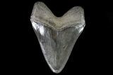 Serrated, Fossil Megalodon Tooth - Georgia #81676-2